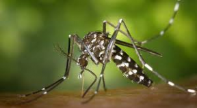 Обработка срещу комари ще се извърши на 29 май, снимка 1