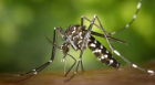 Обработка срещу комари ще се извърши на 29 май