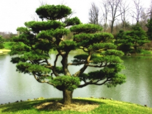 МИГ - Тервел - Крушари, снимка 1